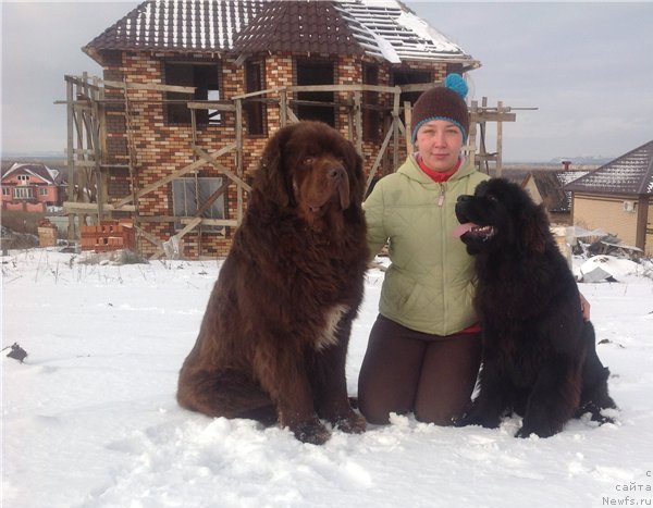 Фото: ньюфаундленд Повелитель Великих Озер, ньюфаундленд Виола Коста Лампони, Элина Юнусова