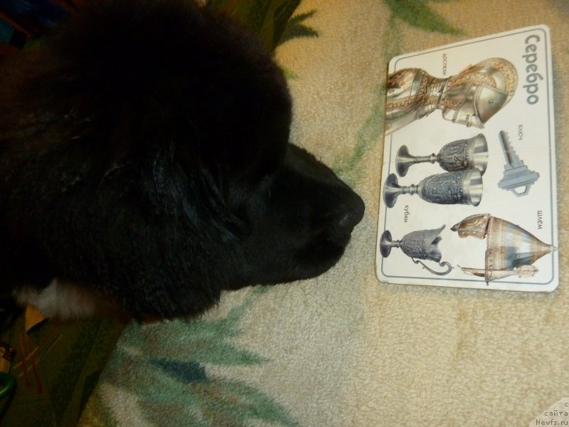 Фото: ньюфаундленд Би Перфект Витко Юго