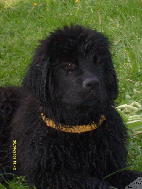 Фото: ньюфаундленд Конан Пандэроуз