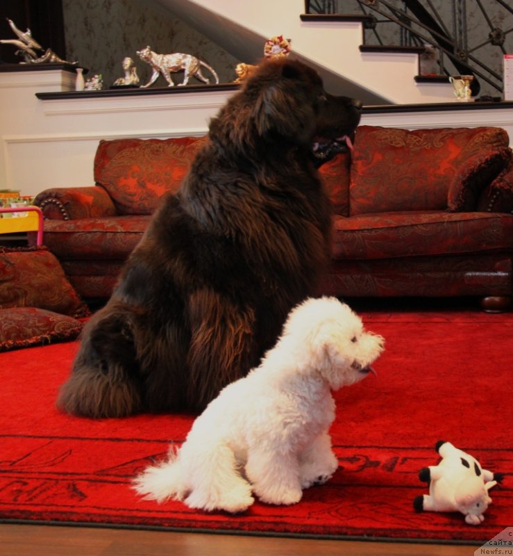 Фото: ньюфаундленд Красотка Даниель Гранд Бэби