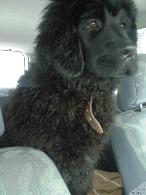 Фото: ньюфаундленд Кайден Плейфул (Kaiden Playful)