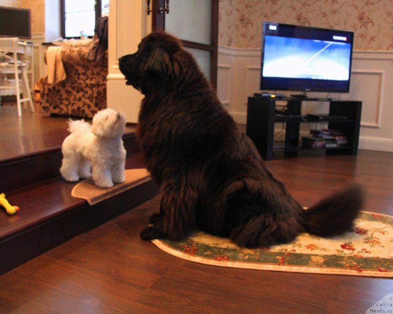 Фото: ньюфаундленд Красотка Даниель Гранд Бэби