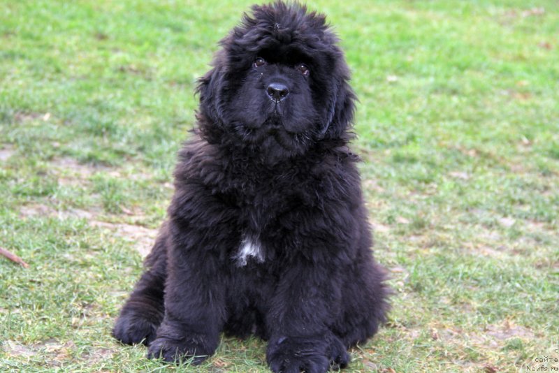 Фото: Victory Dance Dinastiya Soverchenstva