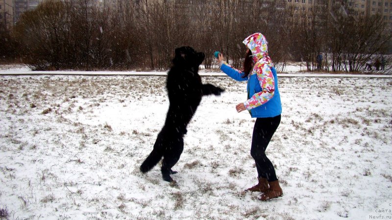 Фото: ньюфаундленд Смигар Львиное Сердце