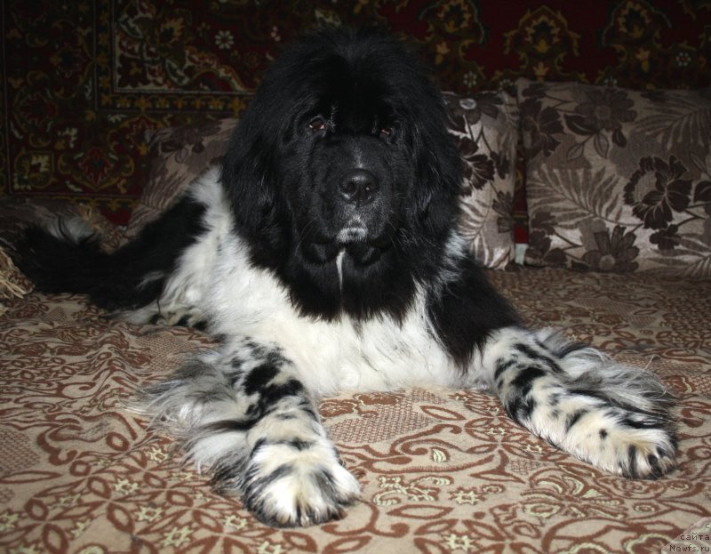 Фото: ньюфаундленд Питерньюф И'лл Станд Бу Уоу (Piternyuf I'll Stand By You)