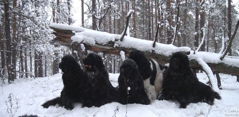 Фото: ньюфаундленд Акин Соул София, ньюфаундленд Лесная Сказка Лунная Соната, ньюфаундленд Анджел Викториус, ньюфаундленд Черный Шарм Веллингтон, ньюфаундленд Барышня