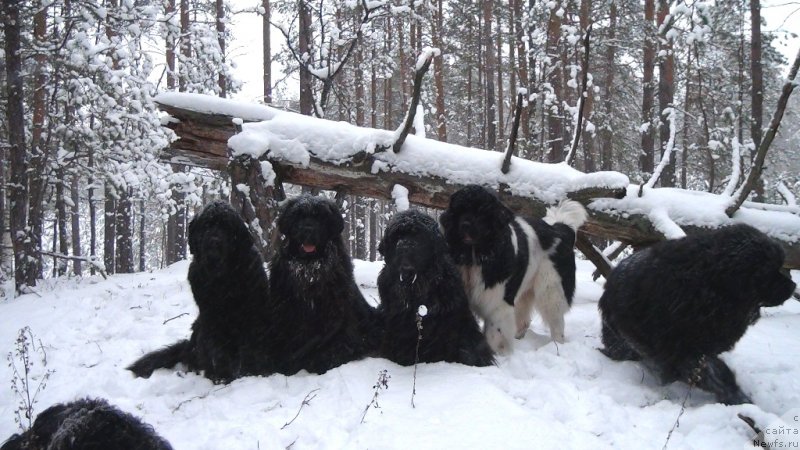 Фото: ньюфаундленд Акин Соул София, ньюфаундленд Лесная Сказка Лунная Соната, ньюфаундленд Анджел Викториус, ньюфаундленд Черный Шарм Веллингтон, ньюфаундленд Барышня