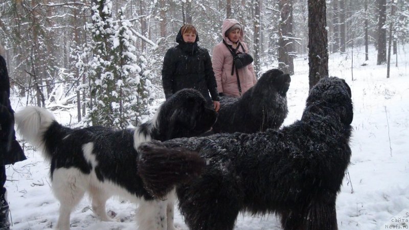 Фото: ньюфаундленд Акин Соул София, ньюфаундленд Анджел Викториус, ньюфаундленд Черный Шарм Веллингтон
