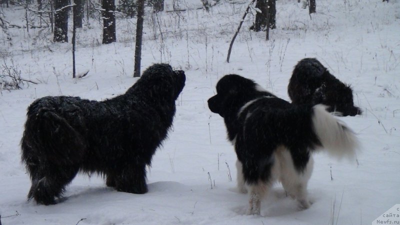 Фото: ньюфаундленд Акин Соул София, ньюфаундленд Черный Шарм Веллингтон