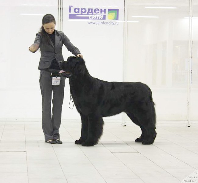 Фото: ньюфаундленд Бегущая по Волнам Шаман (Beguschaya po Volnam Shaman)