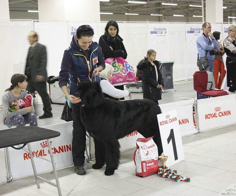 Фото: ньюфаундленд Бегущая по Волнам Шаман (Beguschaya po Volnam Shaman), Вера Дорошкевич