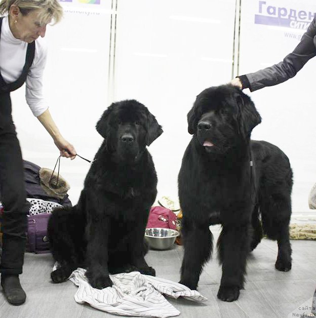 Фото: ньюфаундленд Бегущая по Волнам Шангри-Ла, ньюфаундленд Бегущая по Волнам Шаман (Beguschaya po Volnam Shaman)