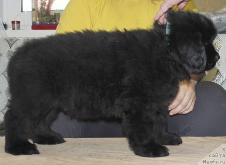 Фото: ньюфаундленд Дар Свезы Юника Сагитта (Dar Svezy Unika Sagitta)