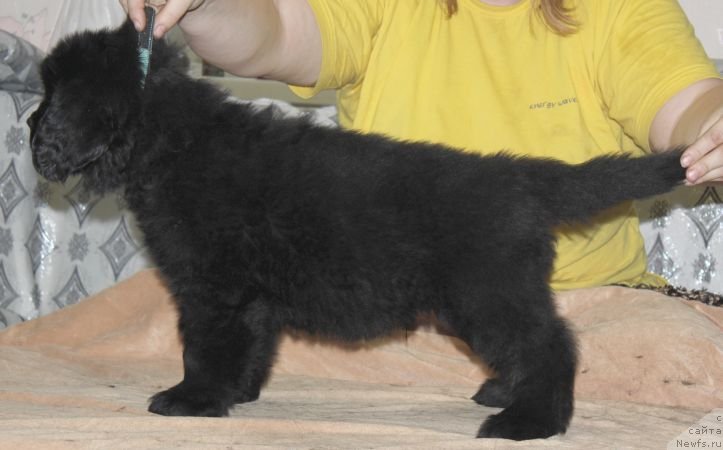 Фото: ньюфаундленд Дар Свезы Юника Сагитта (Dar Svezy Unika Sagitta)