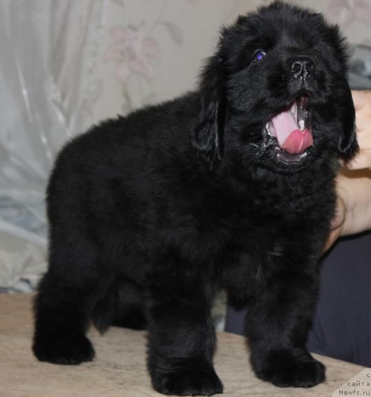 Фото: ньюфаундленд Дар Свезы Юника Сагитта (Dar Svezy Unika Sagitta)