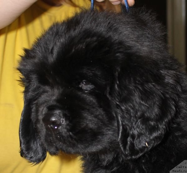 Фото: ньюфаундленд Дар Свезы Юника Сагитта (Dar Svezy Unika Sagitta)