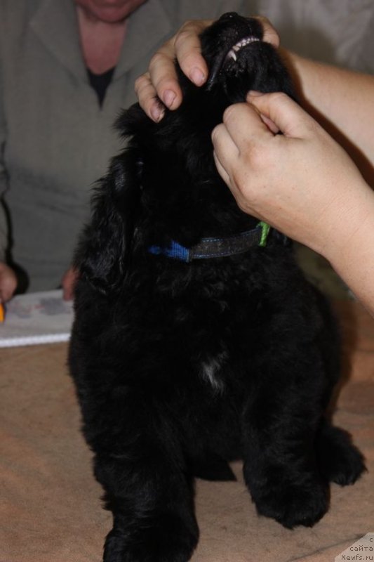 Фото: ньюфаундленд Дар Свезы Юника Сагитта (Dar Svezy Unika Sagitta)