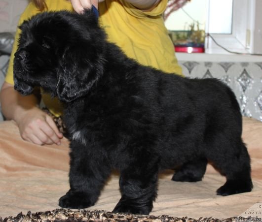 Фото: ньюфаундленд Дар Свезы Юника Сагитта (Dar Svezy Unika Sagitta)