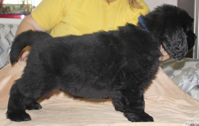 Фото: ньюфаундленд Дар Свезы Юника Сагитта (Dar Svezy Unika Sagitta)