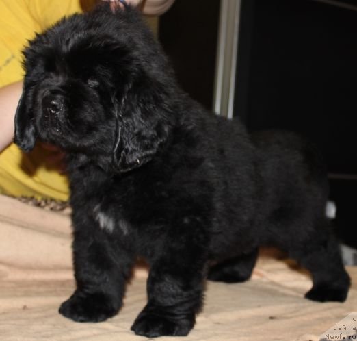 Фото: ньюфаундленд Дар Свезы Юника Сагитта (Dar Svezy Unika Sagitta)