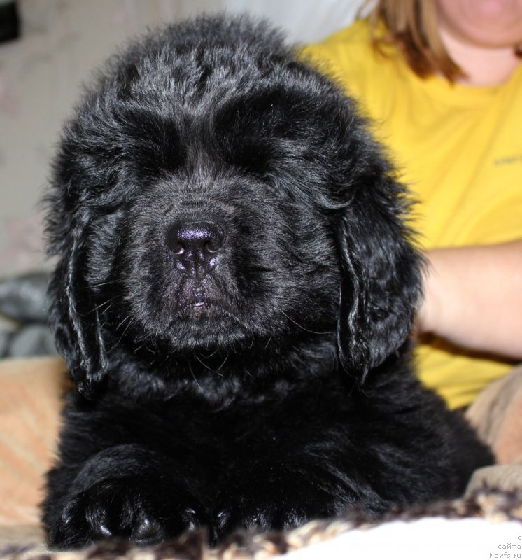 Фото: ньюфаундленд Дар Свезы Юника Сагитта (Dar Svezy Unika Sagitta)