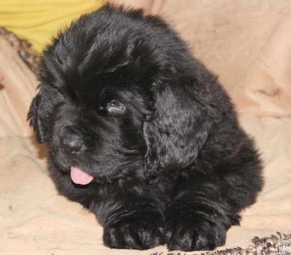 Фото: ньюфаундленд Дар Свезы Юника Сагитта (Dar Svezy Unika Sagitta)