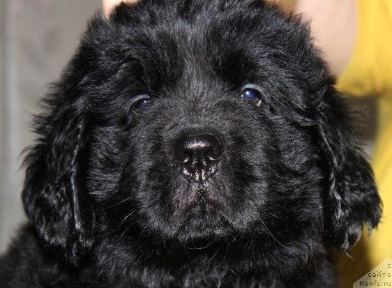 Фото: ньюфаундленд Дар Свезы Юника Сагитта (Dar Svezy Unika Sagitta)