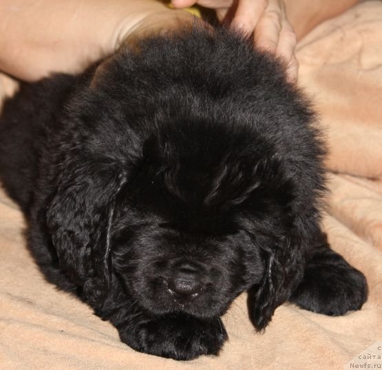 Фото: ньюфаундленд Дар Свезы Юника Сагитта (Dar Svezy Unika Sagitta)