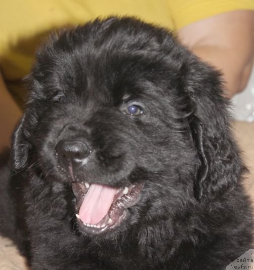 Фото: ньюфаундленд Дар Свезы Юника Сагитта (Dar Svezy Unika Sagitta)