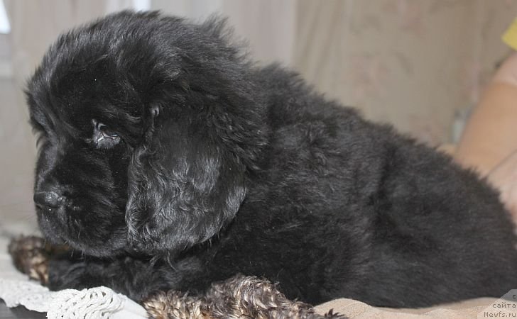 Фото: ньюфаундленд Дар Свезы Юника Сагитта (Dar Svezy Unika Sagitta)