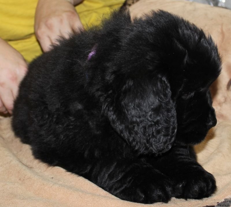 Фото: ньюфаундленд Дар Свезы Юника Сагитта (Dar Svezy Unika Sagitta)