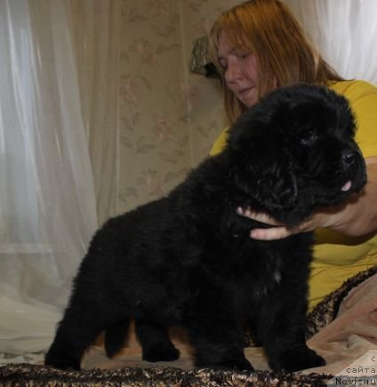 Фото: ньюфаундленд Дар Свезы Юника Сагитта (Dar Svezy Unika Sagitta)