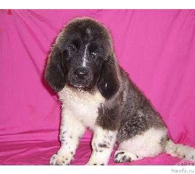 Фотография № 13994