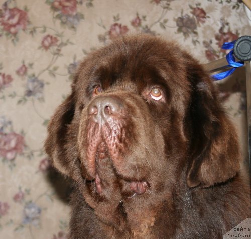 Фото: ньюфаундленд Император из Царства Медведей (Imperator iz Tsarstva Medvedey)