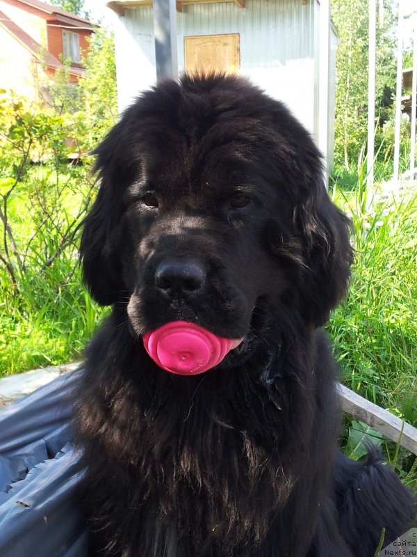 Фото: ньюфаундленд Питерньюф Монт Бланк (Piternyuf Mont Blanc)