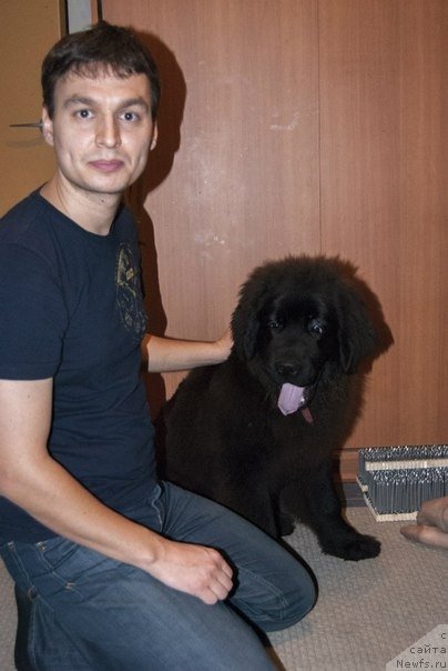 Фото: ньюфаундленд Сент Джонс Жозайя Валери