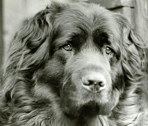 Фото: ньюфаундленд Антей