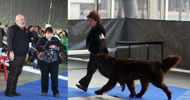 Фото: ньюфаундленд Чарли Де Бест Хелфи Пэл (Charli The Best Helfi Pel)