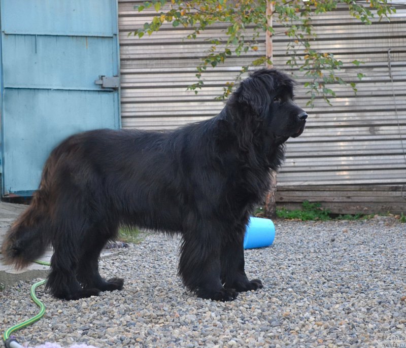 Фото: ньюфаундленд I'm Little Princess Midnight Bear