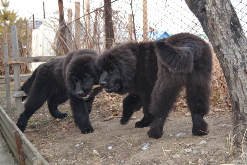 Фото: ньюфаундленд Талисман Моря Магия Волн, ньюфаундленд Талисман Моря Мишель