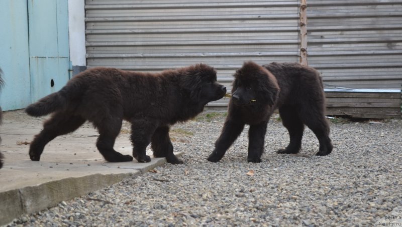 Фото: ньюфаундленд Талисман Моря Мишель, ньюфаундленд Талисман Моря Магия Волн