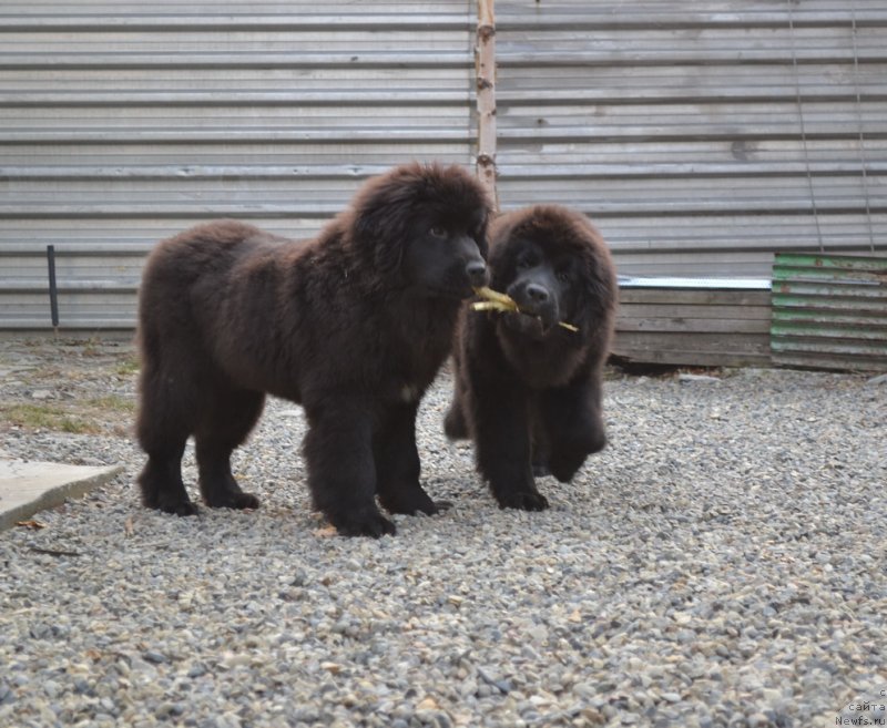 Фото: ньюфаундленд Талисман Моря Мишель, ньюфаундленд Талисман Моря Магия Волн