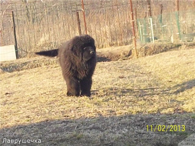 Фото: ньюфаундленд Супер Премиум Нао Дел Трато