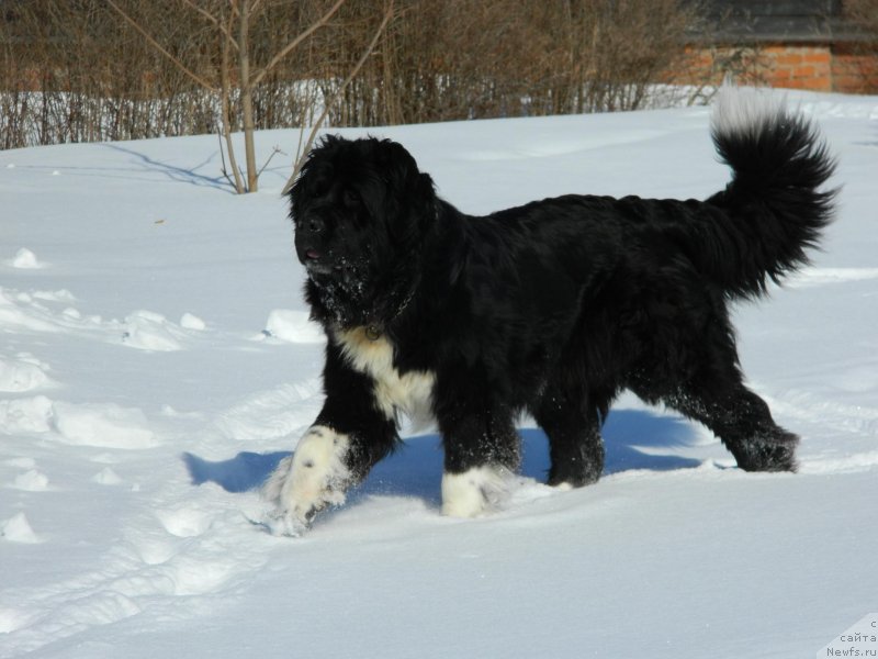 Фото: ньюфаундленд Изольда Избранница Судьбы