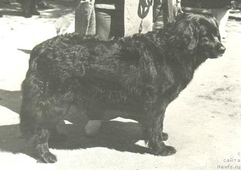 Фото: ньюфаундленд Веста Варна Ай Тин