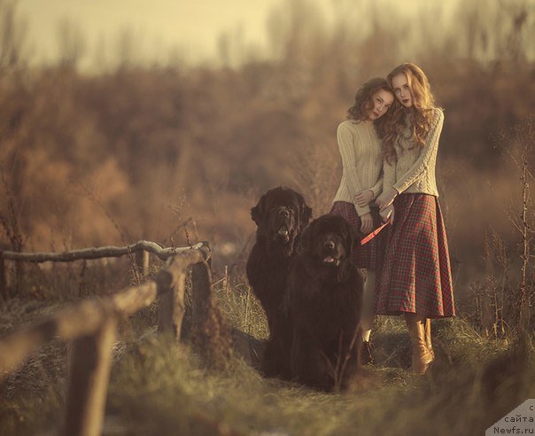 Фото: ньюфаундленд Милорд, ньюфаундленд Акватория Келвин Фиона (Aquatoriya Kelvin Fiona)