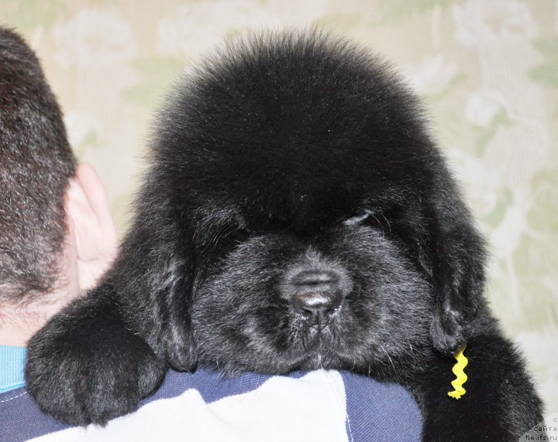 Фото: Бегущая по волнам Ретён оф зе Квин