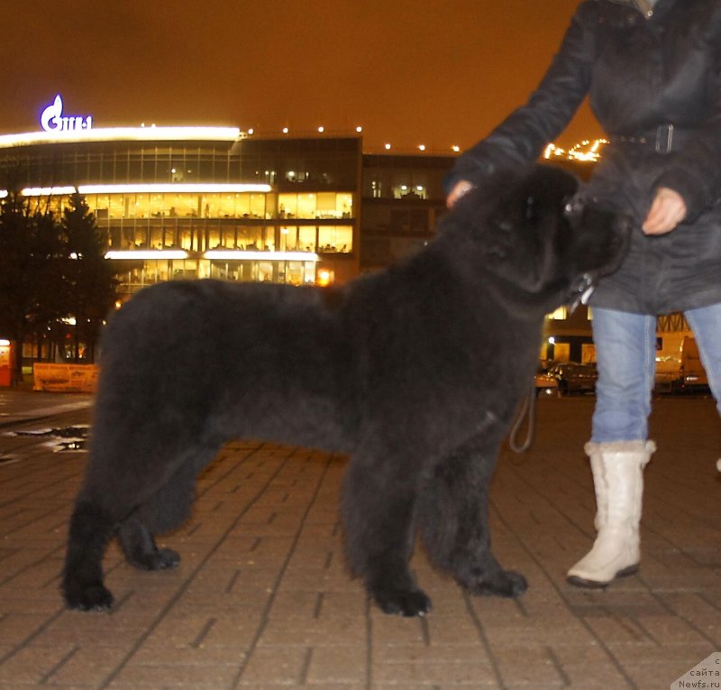 Фото: ньюфаундленд Смигар Легенда Весны (Smigar Legenda Vesny)