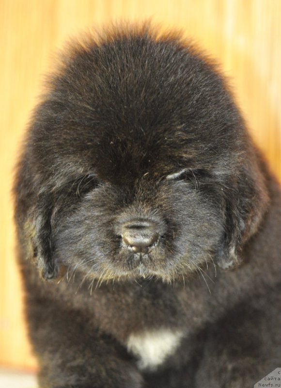 Фото: Бегущая по волнам РЕТЁН ОФ ЗЕ КВИН