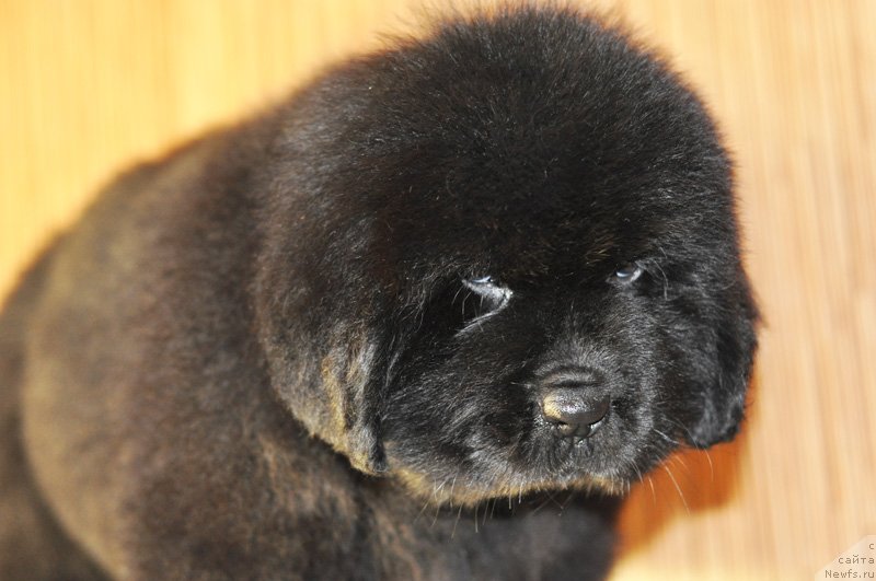 Фото: Бегущая по волнам РЕТЁН ОФ ЗЕ КВИН